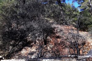 Fethiye'de orman yangını