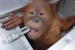 Bagajında orangutan ka&ccedil;ırmaya &ccedil;alışan Rus turist yakalandı