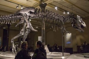 Kanada'da d&uuml;nyanın en b&uuml;y&uuml;k ve en yaşlı T-rex fosili bulundu