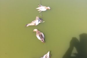 &Ouml;rdekleri katleden avcıya ceza!