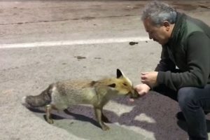 A&ccedil; kalan tilkiyi elleriyle besledi