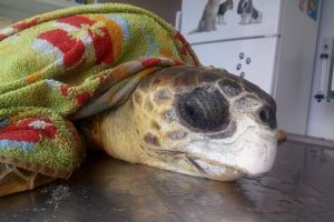 Yaralı bulunan caretta caretta kurtarılamadı