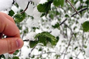 Meteorolojiden "zirai don" uyarısı