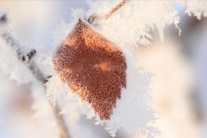 Meteorolojiden 4 il i&ccedil;in zirai don ve &ccedil;ığ uyarısı