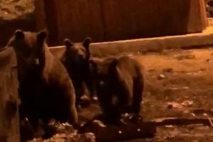 Bursa'da kış uykusundan uyanan ayıların meraklı vatandaşlarla imtihanı