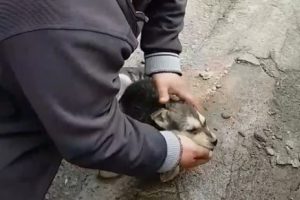 K&ouml;peği kalp masajı ve suni teneff&uuml;s ile hayata d&ouml;nd&uuml;rd&uuml;