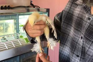 Bir&ccedil;ok &uuml;lkeye ihra&ccedil; ediyor! Yumurtası 400, civcivi bin lira...