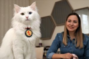 En g&uuml;zel Van kedisi 'Spak'a &ouml;zel bakım