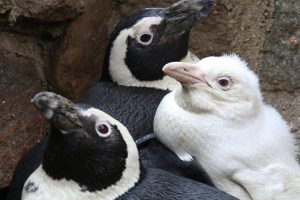 Albino penguen ilk kez ziyaret&ccedil;ilerle buluştu