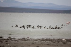 Seyfe G&ouml;l&uuml;'ne flamingo akını