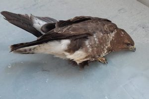 Yaralı bulunan kızıl şahin tedavi altına alındı