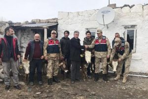 B&uuml;y&uuml;kbaş hayvan hırsızlığında ilgin&ccedil; detay