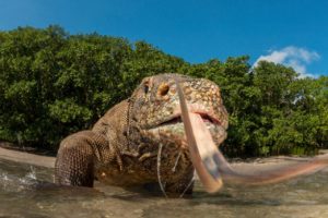 41 Komodo ejderi yakalandı