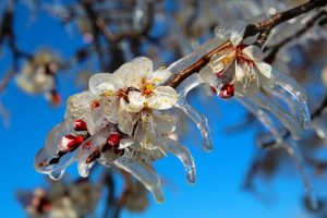 Meteorolojiden zirai don uyarısı