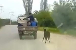 Eşeğe insanlık dışı uygulama
