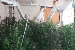Serada kenevir yetiştiren 1 kişi yakalandı