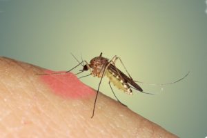 Sivrisinekleri insanlardan uzak tutacak yeni bir y&ouml;ntem keşfedildi