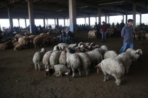 Besicinin 'g&ouml;z bebeği' kuzular g&ouml;r&uuml;c&uuml;ye &ccedil;ıktı