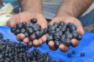 Didim zeytin ve zeytinyağında markalaşmaya gidiyor