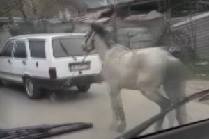 Bursa'da atını aracına bağlayıp koşturan s&uuml;r&uuml;c&uuml; b&uuml;y&uuml;k tepki &ccedil;ekti