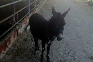 Eşeğe k&ouml;t&uuml; muamelede bulunan 2 kişi yakalandı