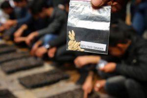 'Ata tohumları' &ouml;ğrencilerin elinde hayat bulacak