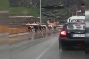 Sağanak yağış yolları g&ouml;le &ccedil;evirdi