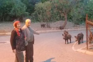 Yaban domuzları mahalleye indi