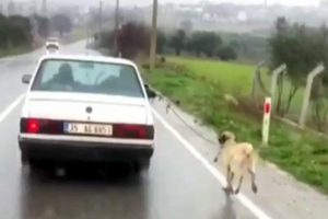 Otomobillerine bağladıkları k&ouml;peklerini s&uuml;r&uuml;kleyen iki s&uuml;r&uuml;c&uuml;ye para cezası