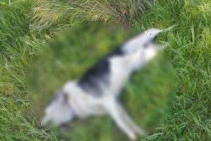 Sahipli iki k&ouml;peğin &ouml;ld&uuml;r&uuml;lmesine hayvanseverlerden tepki