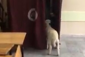 2 aylık kuzu sahibinin peşinden ayrılmadı