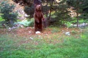 Doğal yaşamın g&uuml;zelliği foto ve videokapana yansıdı