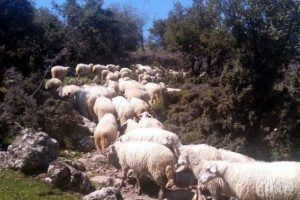 İzmir'de 83 koyunluk s&uuml;r&uuml; hırsızlığı