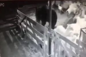 Ahıra giren ayı koyunlara saldırdı