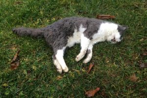 Kedi ve k&ouml;peklerin zehirlenmesinde doktor sanık oldu