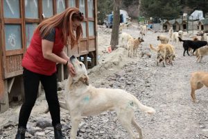 Her g&uuml;n 500 k&ouml;peği besliyorlar