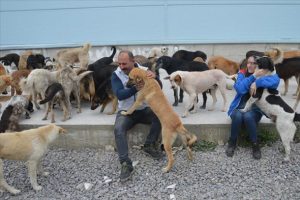Sokak hayvanlarına sahip &ccedil;ıkıyorlar