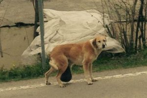 2 yıldır karnında taşıdığı kistle dolaşan, k&ouml;pek sağlığına kavuştu