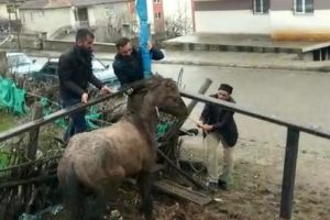 Mahsur kalan atı vatandaşlar kurtardı