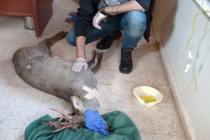 Eskişehir sınırlarında ilk kez g&ouml;r&uuml;ld&uuml;