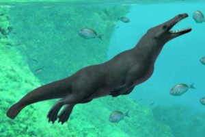 Peru'da d&ouml;rt bacaklı balina fosili bulundu