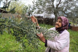 102 yaşında tarlada gen&ccedil;lere taş &ccedil;ıkarıyor