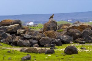 Diyarbakır şahinlere ev sahipliği yapıyor