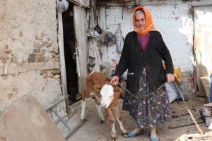 İneği u&ccedil;urumdan d&uuml;şt&uuml;, teselliyi b&ouml;yle buldu