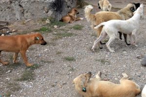 K&ouml;peklerin saldırısına uğrayan kişi ağır yaralandı