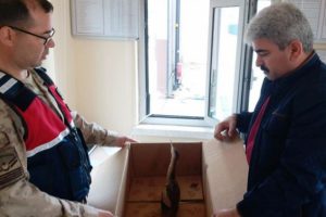 Yavru balık&ccedil;ıl kuşuna Jandarma sahip &ccedil;ıktı