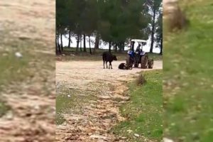 &Ouml;len yavrusunun peşinden kilometrelerce y&uuml;r&uuml;d&uuml;