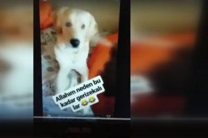 K&ouml;peğine deodorant sıkıp, g&ouml;r&uuml;nt&uuml; paylaşan &uuml;niversiteli gence tepki