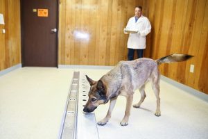 K&ouml;pekler, kanseri teşhis etmede y&uuml;zde 97 oranında başarı sağlıyor