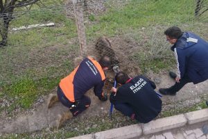 Bah&ccedil;e teline takılan k&ouml;pek kurtarıldı